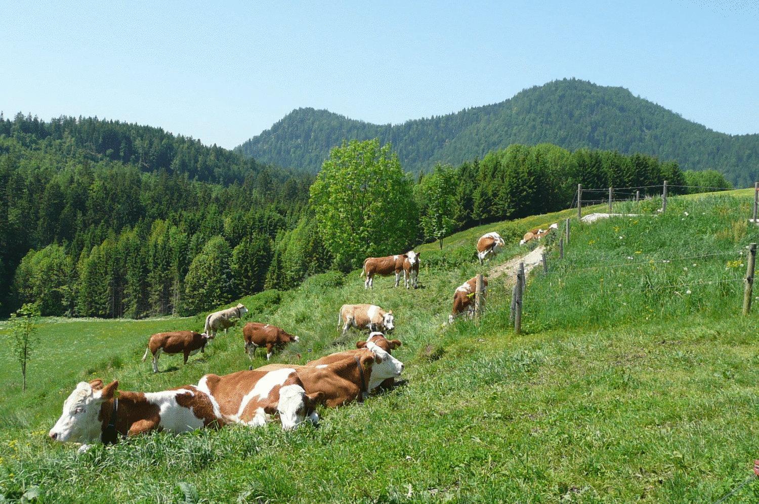 Gasthof Jachenau Zewnętrze zdjęcie